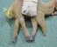 Старинная деревянная елочная игрушка "Верблюд", артельная,1920-е годы, 2 штуки одним лотом