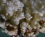 Коралл натуральный морской на деревянной подставке. Статуэтка. Крупный. СССР.