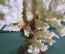 Коралл натуральный морской на деревянной подставке. Статуэтка. Крупный. СССР.