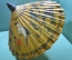 Старинный зонтик, винтаж. Ручная роспись. Середина XX века, Китай.