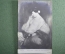 Старинная открытка "Юная женщина с обнаженной грудью". 1906 год, Европа.