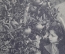 Старинная открытка "Мандариновое дерево. Батум". № 242. Чистая, с дырочкой. Начало XX века, Грузия.