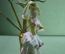 Фарфоровая статуэтка "Девушка в шляпке". Фарфор, металл, стекло. Европа, XX век.
