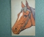Открытка старинная, почтовая карточка "Лошадь, голова лошади". 