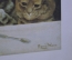 Картина литография рама "Коты в ожидании угощения". 