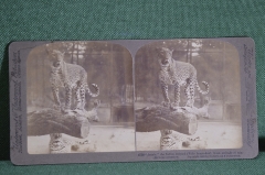 Стереопара старинная, стереофото "Индийский леопард".