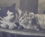Открытка старинная "Котята". Фотограф Николай Федорович Ян.