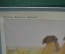 Советский плакат "Верблюды", Наглядное пособие для детских садов. Издательство "Просвещение" 1977 г.